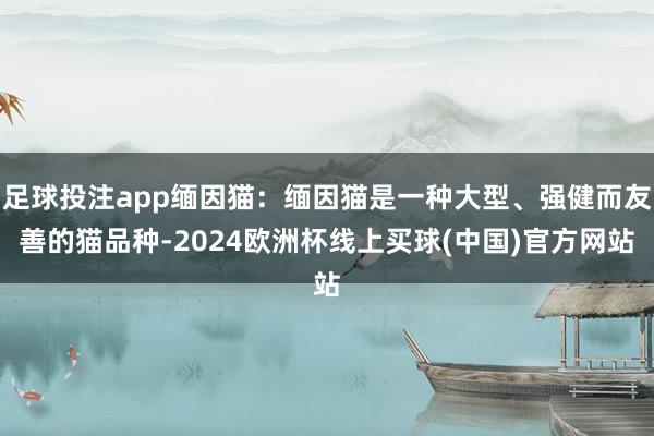 足球投注app缅因猫：缅因猫是一种大型、强健而友善的猫品种-2024欧洲杯线上买球(中国)官方网站